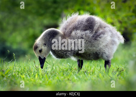 Bernache du Canada (gosling) dans l'herbe longue se nourrir Banque D'Images