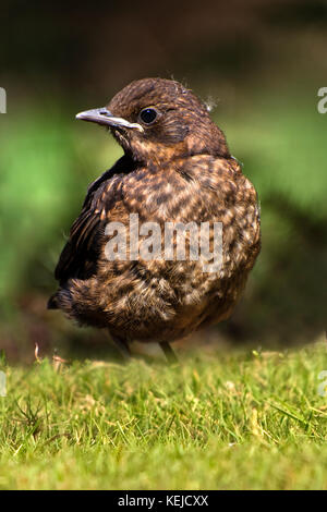 Blackbird pour mineurs Banque D'Images