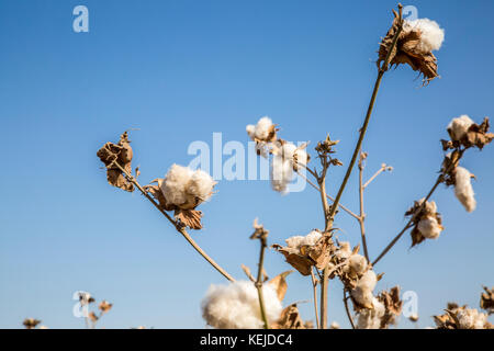 Le coton est une fibre doux et moelleux qui se développe dans un boll, ou de protection autour de la capsule, semences de coton plantes du genre Gossypium. la fibre Banque D'Images