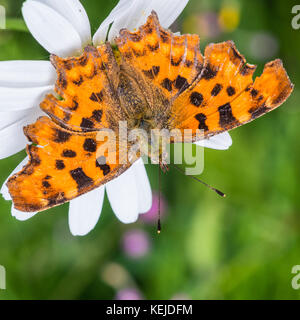 Un plan macro sur une virgule butterfly sitting sur un boeuf Marguerite blanche. Banque D'Images