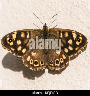 Un plan macro sur un bois moucheté de soleil papillon lui-même sur un mur. Banque D'Images