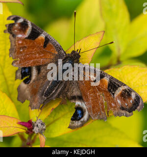 Un plan macro sur un paon papillon. Banque D'Images