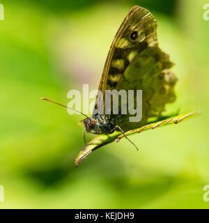 Un plan macro sur un vieux bois moucheté butterfly reposant sur une feuille. Banque D'Images