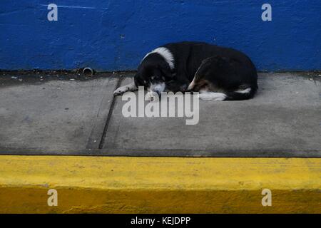 Chien errant dormant sur le trottoir de béton étroit avec bordure jaune et bleu lumineux mur sur l'arrière-plan Banque D'Images