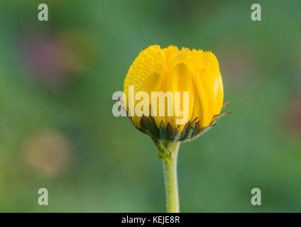 Un plan macro sur rosée couvrant un bourgeon de fleur de calendula jaune. Banque D'Images