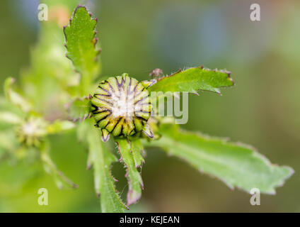 Un plan macro sur un oxeye daisy flower bud. Banque D'Images