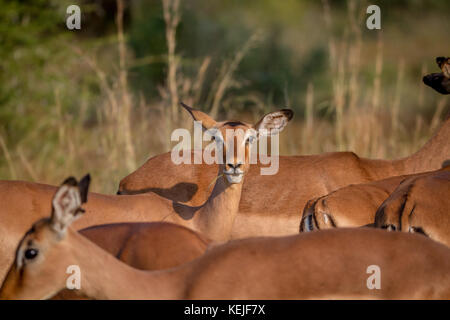 Femme 501 dans un troupeau regarde la caméra dans le Pilanesberg National Park, Afrique du Sud. Banque D'Images