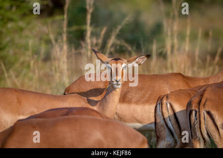 Femme 501 dans un troupeau regarde la caméra dans le Pilanesberg National Park, Afrique du Sud. Banque D'Images