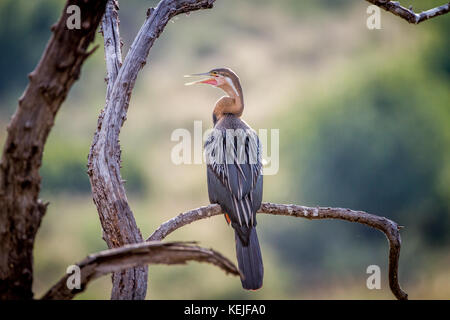 Dard africain assis sur une branche dans le Pilanesberg National Park, Afrique du Sud. Banque D'Images