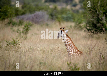 Girafe assis dans l'herbe dans le Parc National Kruger, Afrique du Sud. Banque D'Images