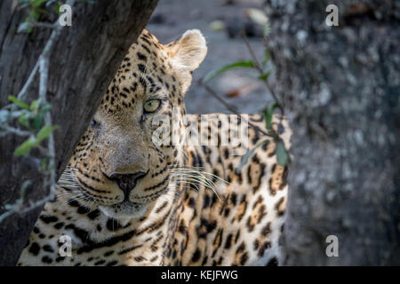 Grand mâle Leopard se cacher derrière un arbre dans le Parc National Kruger, Afrique du Sud. Banque D'Images