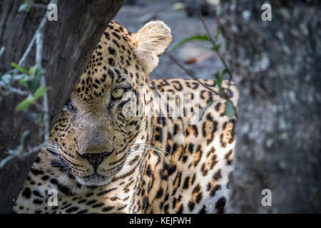 Grand mâle Leopard se cacher derrière un arbre dans le Parc National Kruger, Afrique du Sud. Banque D'Images