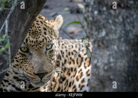Grand mâle Leopard se cacher derrière un arbre dans le Parc National Kruger, Afrique du Sud. Banque D'Images