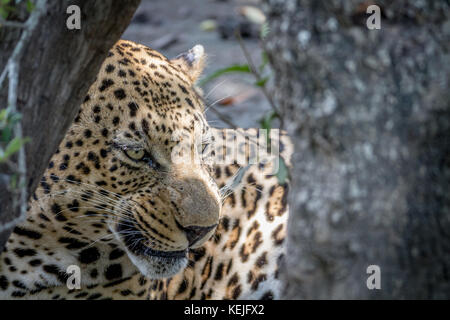 Grand mâle Leopard se cacher derrière un arbre dans le Parc National Kruger, Afrique du Sud. Banque D'Images