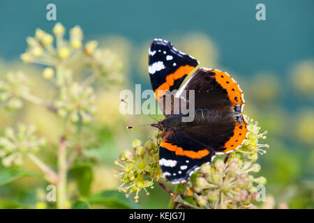 La nature un papillon Vulcain (Vanessa atalanta) avec une aile endommagée se nourrissant de fleurs de lierre (Hedera helix) par la mer à la fin de l'été. UK Banque D'Images