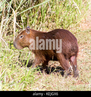 Capybara au sud du Pantanal, Fazenda San Franscisco, ville de Miranda, Mato Grosso do Sul - Brésil Banque D'Images
