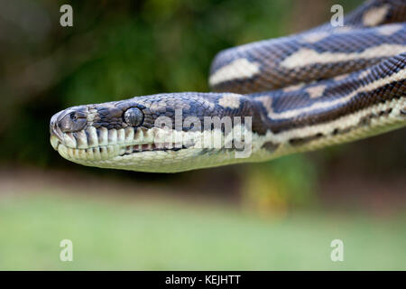 Tapis côtières (python morelia spilota mcdowelli). hopkins creek. Nouvelle Galles du sud. L'Australie. Banque D'Images