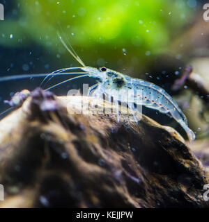 Un plan macro sur une crevette amano. Banque D'Images