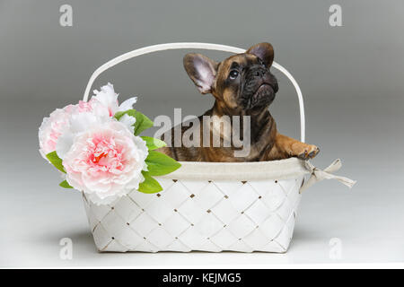 Mignon chiot bouledogue français dans panier Banque D'Images