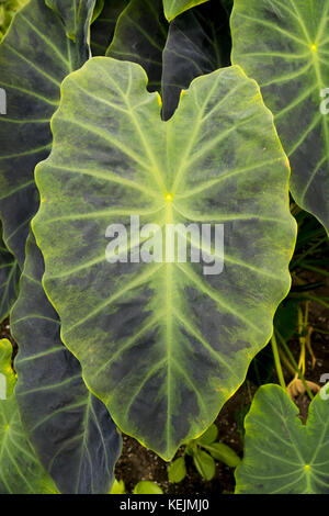 Le dasheen (Colocasia esculenta), communément appelé taro et oreille d'éléphant, est une grande plante tropicale qui est robuste aux États-Unis Banque D'Images