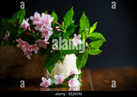 Magnifiques fleurs roses weigela Banque D'Images