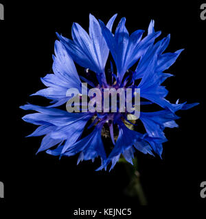 Un plan macro sur une fleur de lys bleu isolé sur un fond noir. Banque D'Images