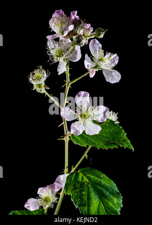 Un plan macro sur une fleur de ronce sur fond noir. Banque D'Images