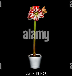 Un tir d'une usine d'amaryllis minerva debout dans un pot blanc sur fond noir. Banque D'Images