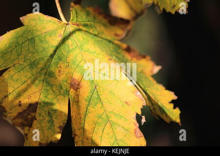 Couleurs d'automne - macro shot of a leaf Banque D'Images