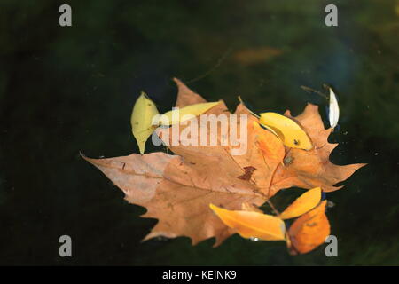 Couleurs d'automne - macro shot d'une part sur l'eau Banque D'Images