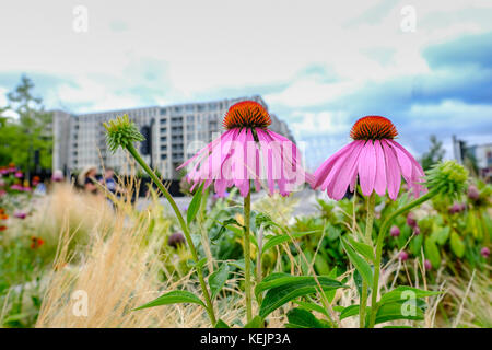 Deux coneflowers, echinacea purpurea, dans un lit de fleur avec appartement à l'arrière-plan. cliché pris en été dans le parc olympique. Banque D'Images