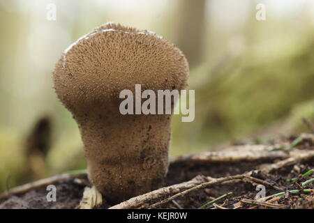 Vesse-de-commune (Lycoperdon perlatum) Banque D'Images