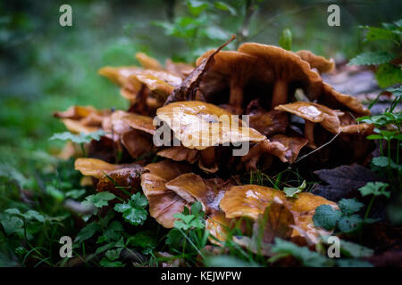 Champignons humides croissant sur sol forestier parmi les feuilles vertes Banque D'Images