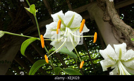 Turk's cap blanc ilium. Banque D'Images