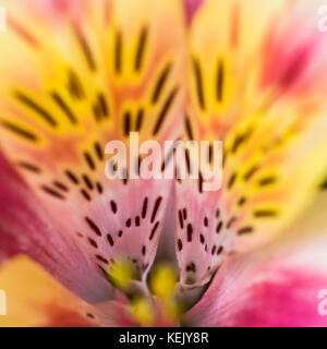 Un résumé plan macro sur les couleurs intenses d'une fleur de lys péruviens. Banque D'Images