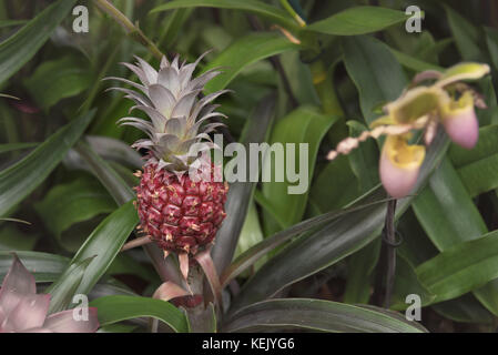 Baby ananas et de plus en plus d'orchidées à Kew Gardens à Londres d'affichage Banque D'Images