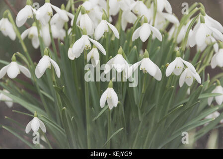 (Snowdrop galanthus) est un genre d'environ 20 espèces de plantes herbacées vivace bulbeuse de la famille des amaryllidacées. Banque D'Images