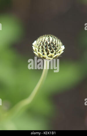 Cephalaria gigantea Banque D'Images