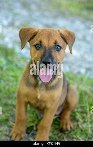 Un chiot de race mixte sur l'île de Rangiroa, Polynésie Française Banque D'Images