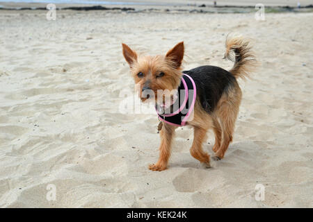 Mignon petit chien sur la plage de Rhosneiger, Anglesey, pays de Galles, Royaume-Uni Banque D'Images