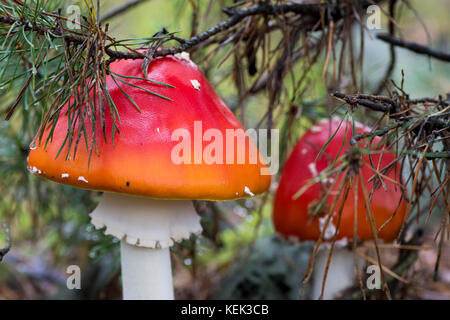Photo en gros plan d'rouges champignon à pois blancs entre l'aiguille et charmante en forêt en automne ou l'été - arrière-plan flou Banque D'Images