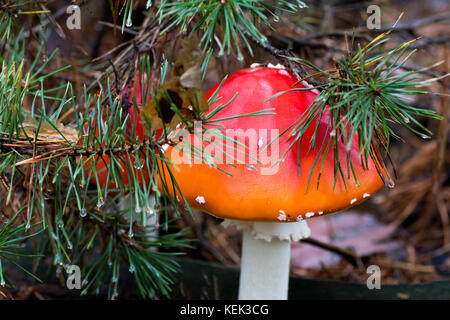 Photo en gros plan d'rouges champignon à pois blancs entre l'aiguille et charmante en forêt en automne ou l'été - arrière-plan flou Banque D'Images