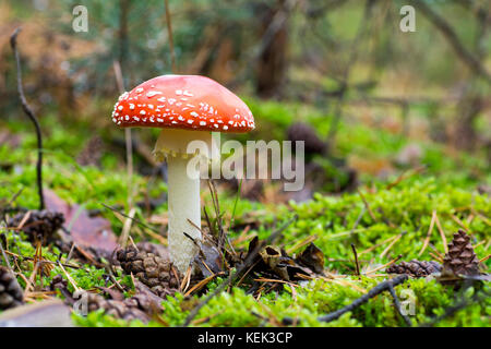 Photo en gros plan d'rouges champignon à pois blancs entre l'aiguille et charmante en forêt en automne ou l'été - arrière-plan flou Banque D'Images