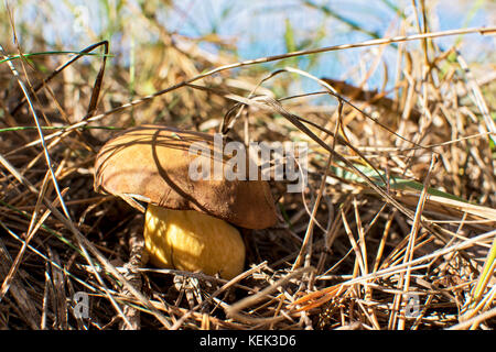 Photo en gros plan d'un champignon avec des gouttes de rosée sur la mousse et entre une aiguille dans une forêt dans une journée d'automne avec un arrière-plan flou Banque D'Images
