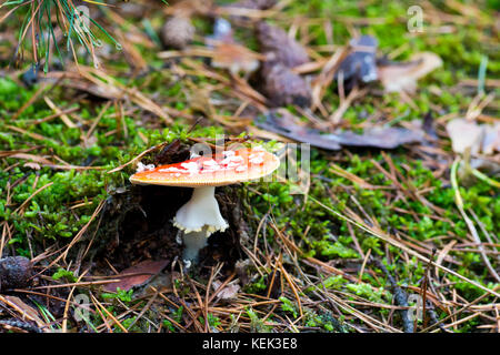 Photo en gros plan d'rouges champignon à pois blancs entre l'aiguille et charmante en forêt en automne ou l'été - arrière-plan flou Banque D'Images