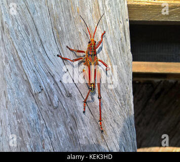 Détail Grande sauterelle rampant vers le haut de la bûche en bois sur un jour ensoleillé Banque D'Images