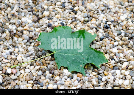 Photo en gros plan d'une feuille d'érable verte avec des gouttes de pluie couchée sur des pierres lors d'un jour pluvieux d'automne Banque D'Images