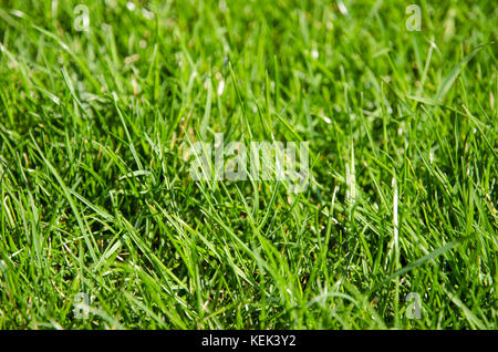 Vue rapprochée de l'herbe sur le terrain de golf avec le détail de l'individu les tiges et blur journée ensoleillée Banque D'Images