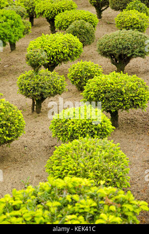 Vue sur une série d'arbres nains verts dans le jardin au printemps et en été Banque D'Images