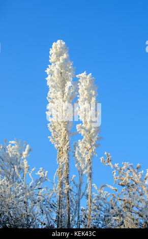 Vue de l'herbe gelée avec glace et cristaux de neige une journée d'hiver ensoleillée au sommet d'une colline avec ciel bleu clair Banque D'Images